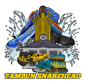 Tambun Snakehead